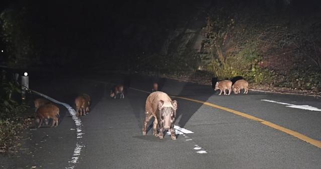 福岛核事故后 当地出现放射性杂交野猪