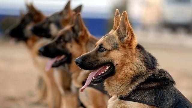 多只淘汰警犬拍出万元高价 33万最高竞价警犬淘汰原因为“衔取弱”