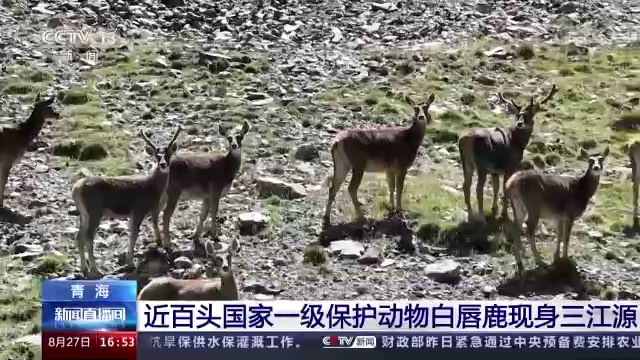 近百头国家一级保护动物白唇鹿现身三江源