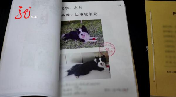 保安伙同业主毒死小区11只宠物犬，获刑三年