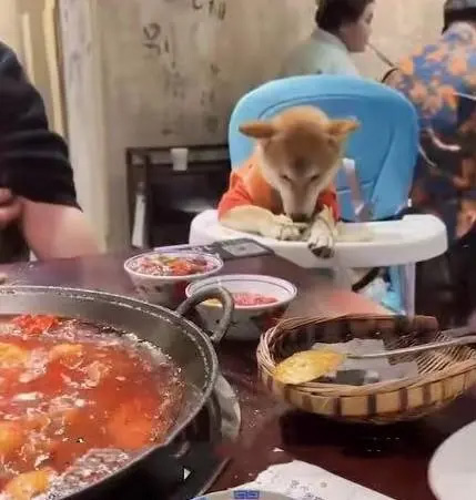 西安一火锅店狗坐宝宝椅进食，主人嘴硬骂人，主人和店家信息披露