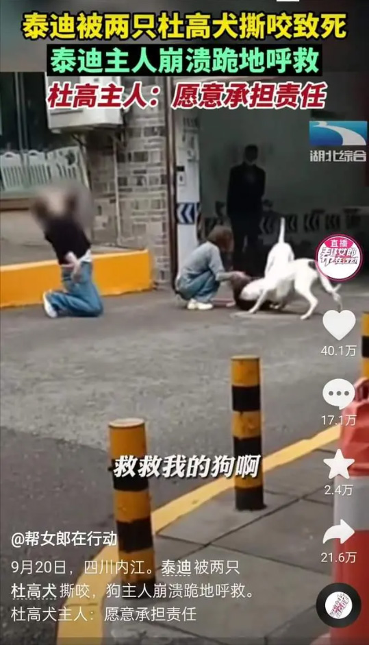 泰迪被两只杜高犬撕咬致死 泰迪主人泣不成声 杜高主人愿承担责任