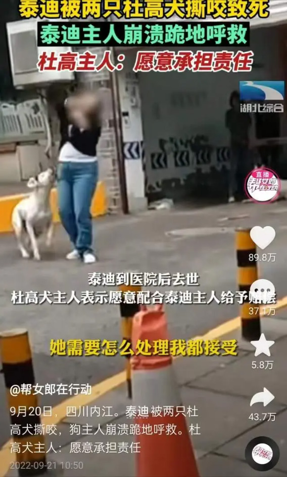 泰迪被两只杜高犬撕咬致死 泰迪主人泣不成声 杜高主人愿承担责任