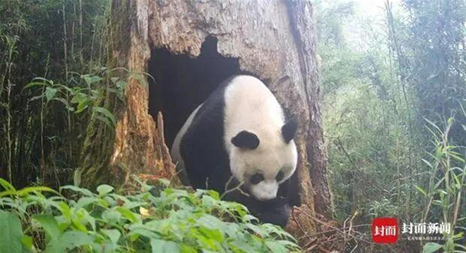 时隔4年再现野生大熊猫幼崽，神奇树洞藏着最好的“环保故事”