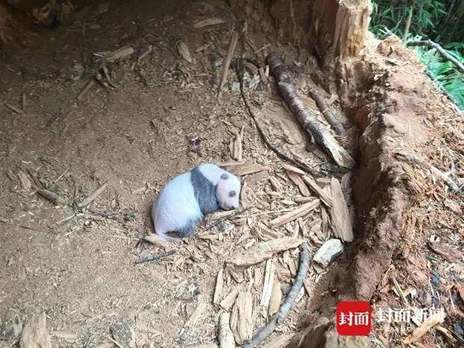 时隔4年再现野生大熊猫幼崽，神奇树洞藏着最好的“环保故事”